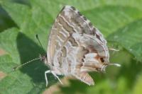 Cacyreus marshalli