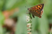 Lycaena phlaeas