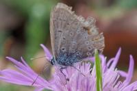 Polyommatus icarus