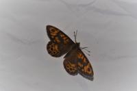 Lasiommata megera