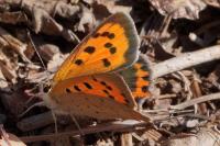Lycaena phlaeas