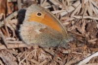 Coenonympha pamphilus