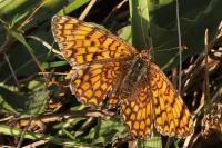 Melitaea phoebe