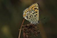 Lycaena tityrus