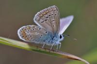 Polyommatus icarus