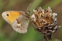 Coenonympha pamphilus