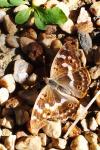 Apatura ilia