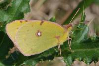 Colias crocea