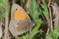 Coenonympha pamphilus