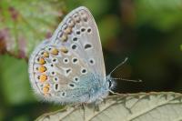 Polyommatus icarus