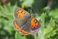Lycaena phlaeas