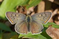 Lycaena tityrus