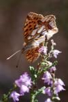 Issoria lathonia