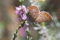 Polyommatus icarus