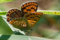 Lycaena tityrus