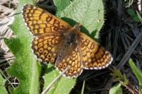 Melitaea cinxia