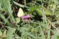 Colias crocea