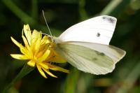 Pieris rapae