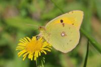 Colias crocea