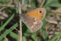 Coenonympha pamphilus