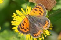 Lycaena phlaeas