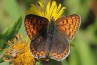 Lycaena tityrus