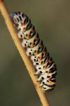 Papilio machaon