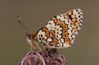 Melitaea cinxia
