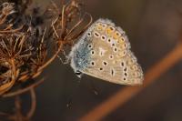 Polyommatus icarus