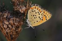 Lycaena tityrus