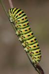 Papilio machaon