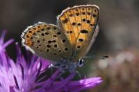 Lycaena tityrus