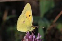 Colias crocea