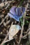 Polyommatus icarus