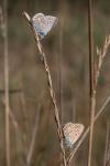 Polyommatus icarus