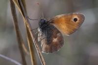 Coenonympha pamphilus