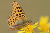 Issoria lathonia