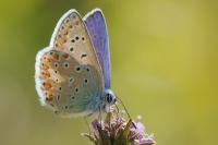 Polyommatus icarus