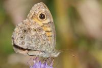 Lasiommata megera