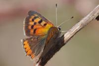 Lycaena phlaeas