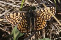 Melitaea cinxia