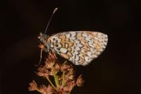 Melitaea cinxia