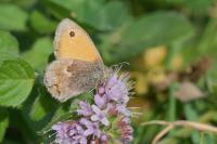 Coenonympha pamphilus