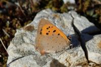 Lycaena phlaeas