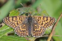 Melitaea cinxia