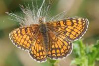 Melitaea parthenoides