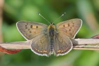 Lycaena tityrus