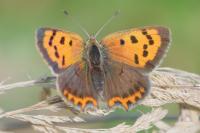 Lycaena phlaeas