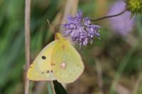 Colias crocea