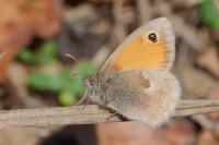 Coenonympha pamphilus